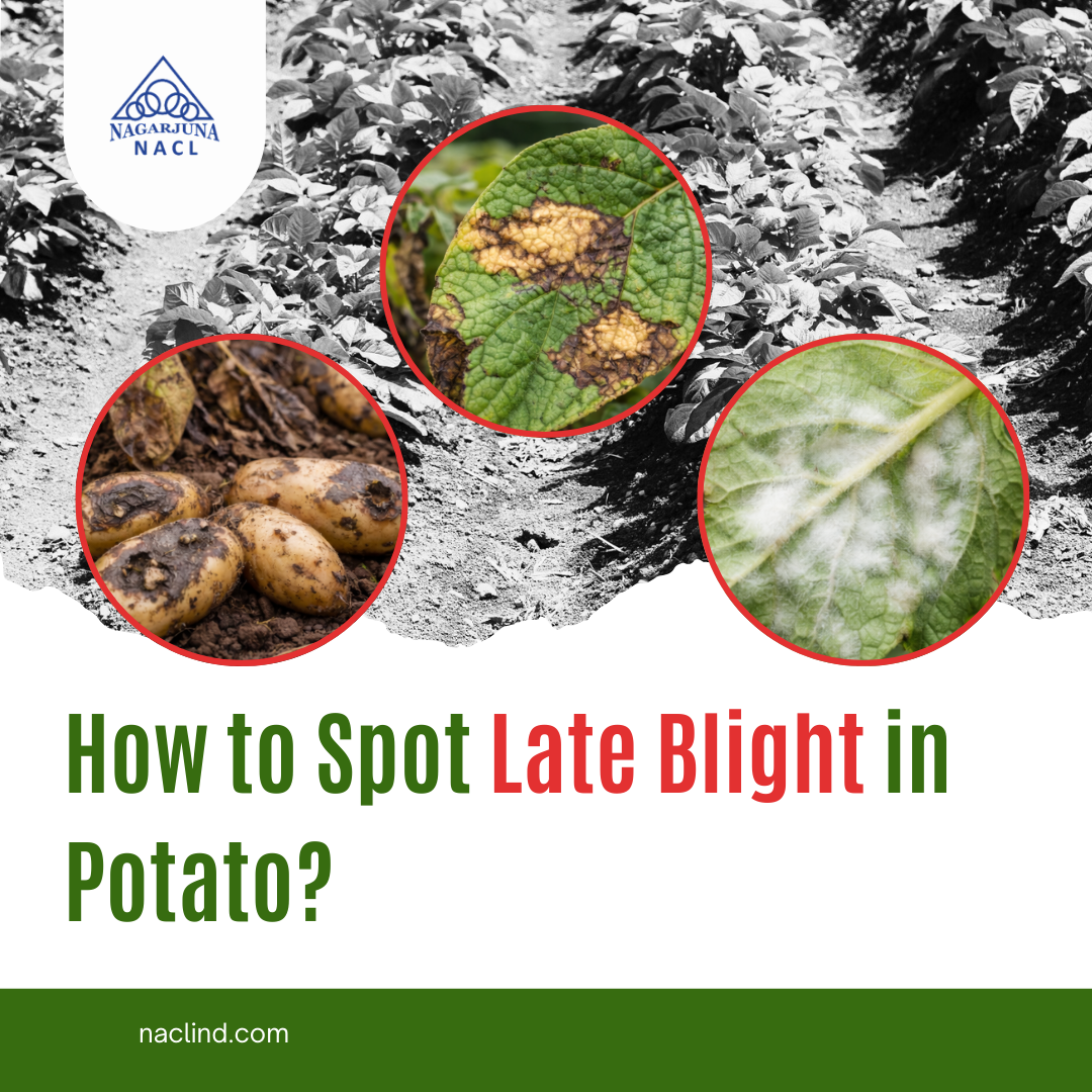 How to Spot Late Blight in Potato
