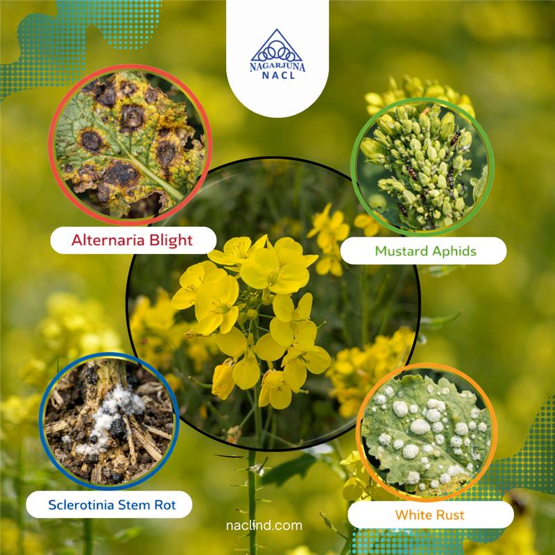 Pest and Disease Control in Mustard Crops