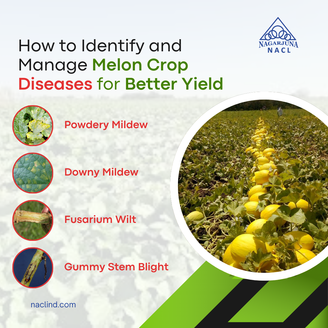 Major melon diseases
