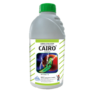 Cairo