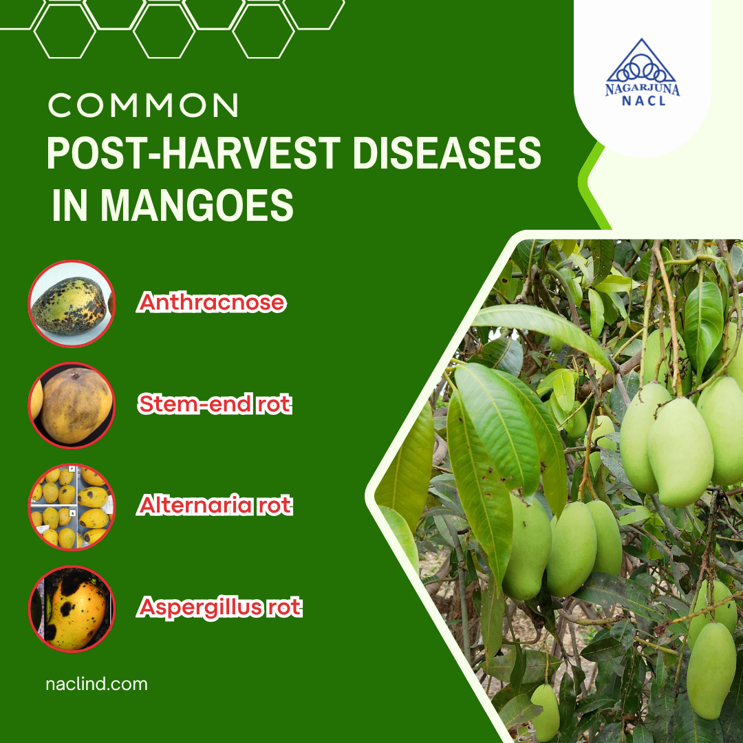 Diseases affecting mangoes