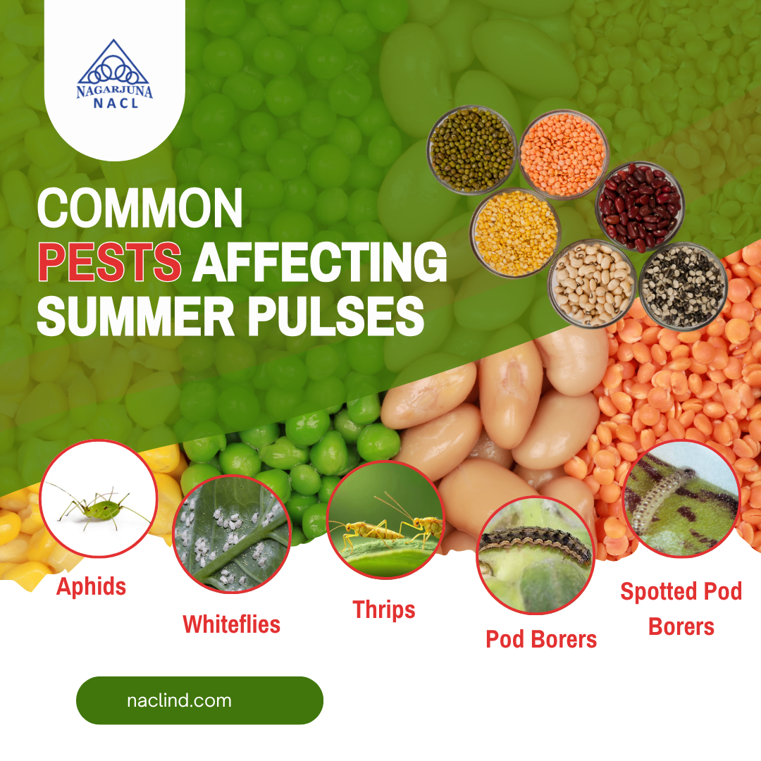 Insects affecting summer pulses