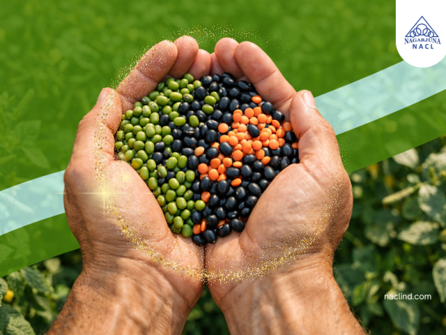 Major Insect Pests Affecting Summer Pulses and How to Manage Them 